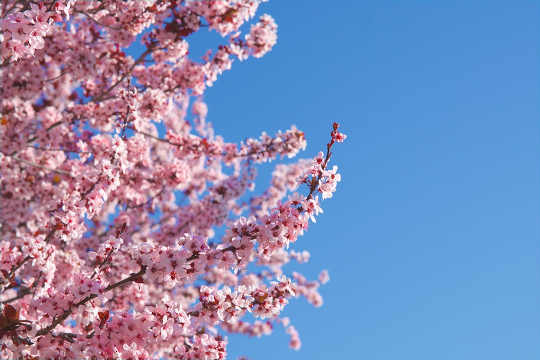 Photo spring colors