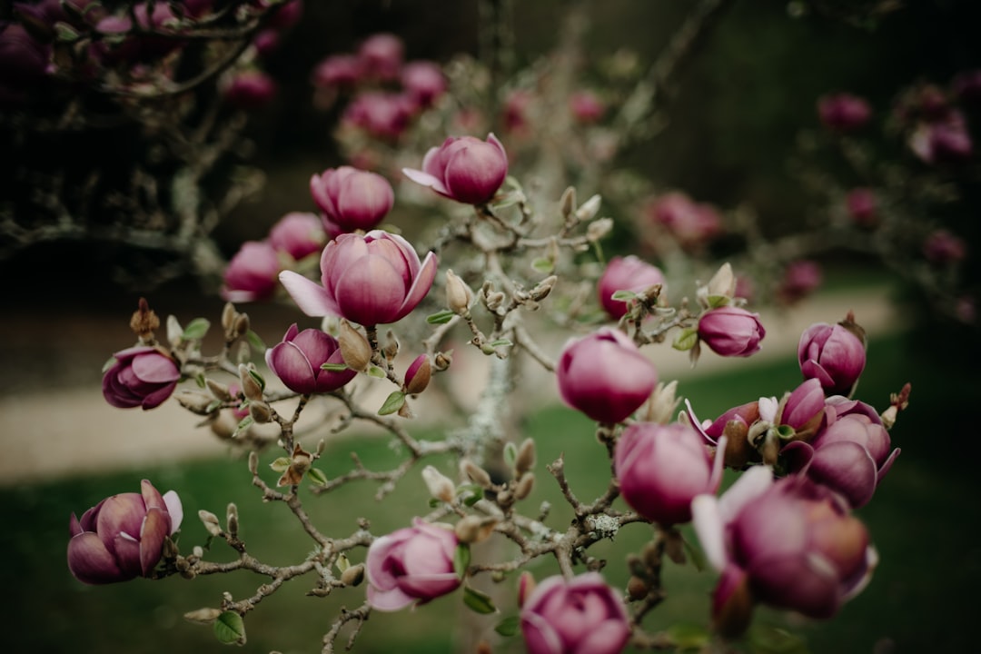 Photo spring colors