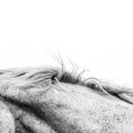 Photo horse racing