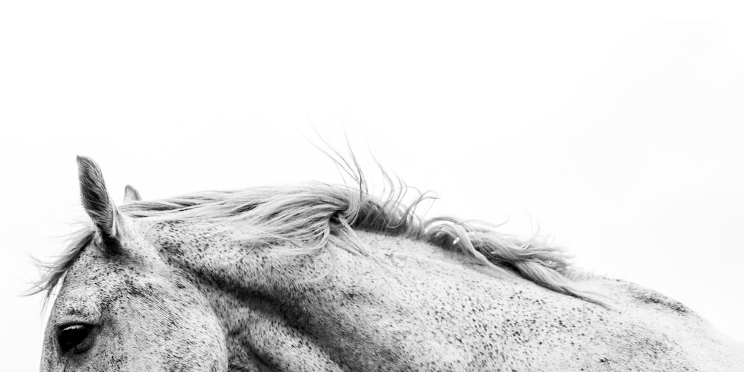 Photo horse racing